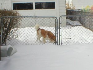 [Clover likes eating snow. Its sooo cute :)]